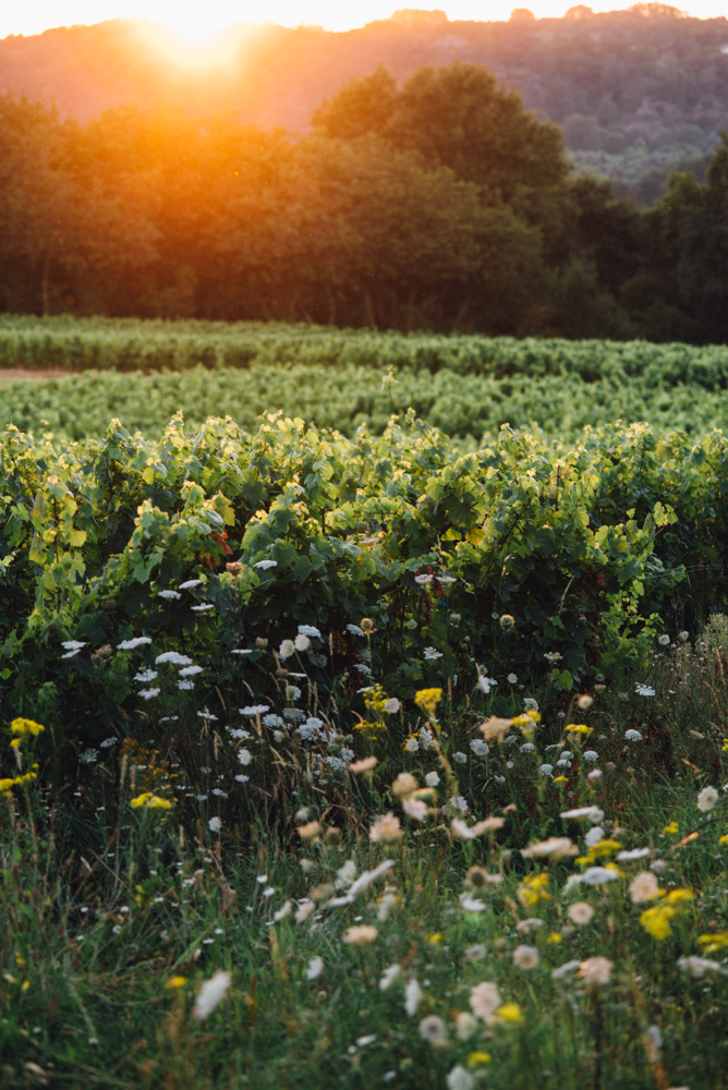 Coucher de soleil sur les vignes du Domaine Merceron Martin Coteaux Ancenis Val de Loire