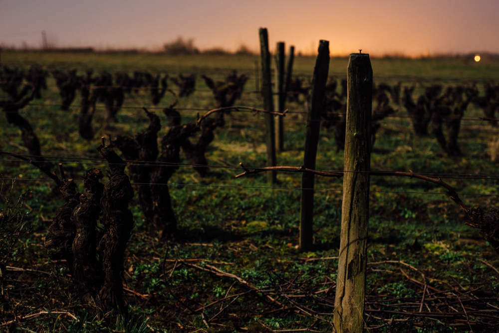 Un an dans les vignes, vin d'Anjou, Vins de Loire, Muscadet, Malvoisie, Coteau d'Ancenis, Crémant de Loire