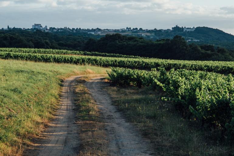 Episode 2 : Les vendanges au Domaine Merceron – Martin