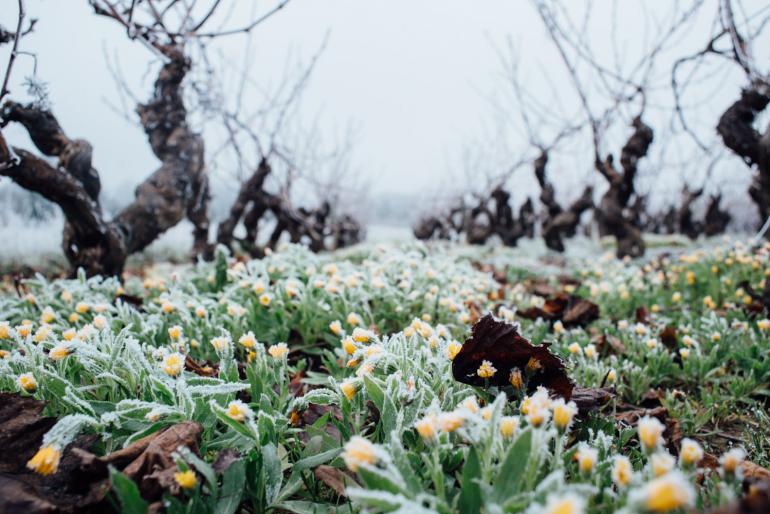 Reportage photo dans les vignes