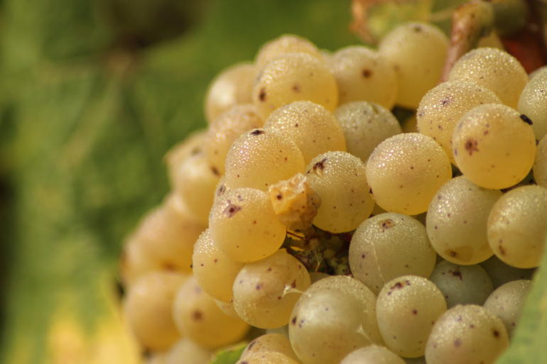 Lancement des vendanges du millésime 2019 au Domaine Merceron-Martin