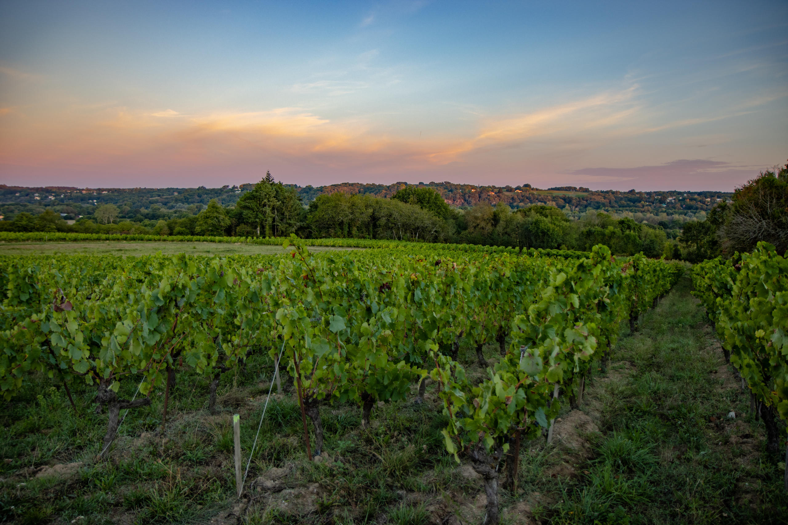 Vigne du domaine Merceron au levé de soleil